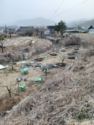 최영묵님의 복숭아 · 영농일지 작성글 사진