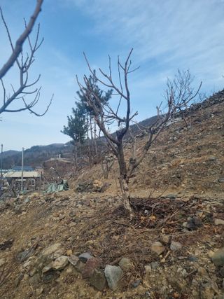 김용대님의 감 · 영농일지 작성글 사진