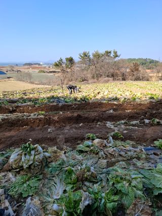 결단이님의 배추 · 영농일지 작성글 사진