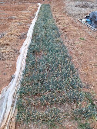 김용환님의 파 · 영농일지 작성글 사진