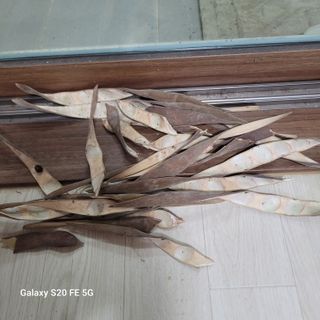 정찬영님의 기타작물 · 영농일지 작성글 사진