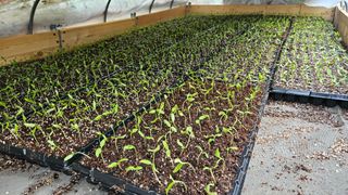 손윤영/수채화농원님의 고추 · 영농일지 작성글 사진