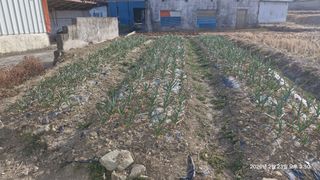 이현목님의 벼 · 영농일지 작성글 사진