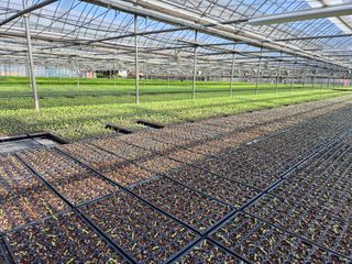 청운농원육묘장님의 고추 · 영농일지 작성글 사진