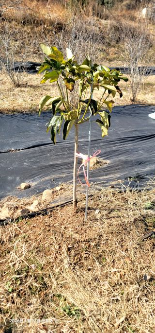 박종화님의 기타작물 · 영농일지 작성글 사진