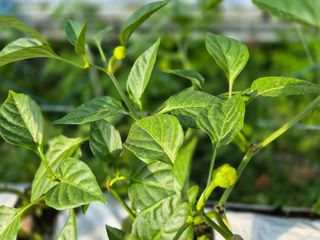 늘햇살팜 님의 기타작물 · 영농일지 작성글 사진