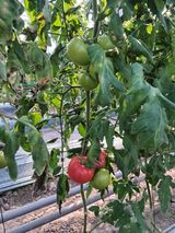 팜모닝 기타작물·영농일지 게시글 이미지