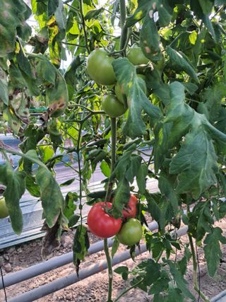 딸기15538님의 기타작물 · 영농일지 작성글 사진