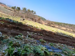 결단이님의 배추 · 영농일지 작성글 사진