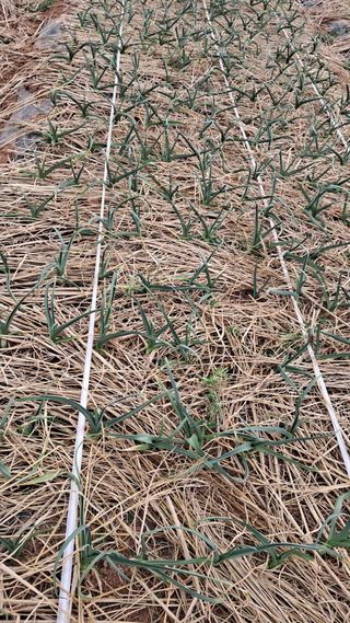 bpjh9173님의 마늘 · 영농일지 작성글 사진