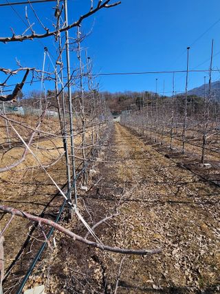 손기홍님의 사과 · 영농일지 작성글 사진