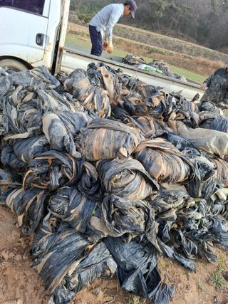 결단이님의 배추 · 영농일지 작성글 사진