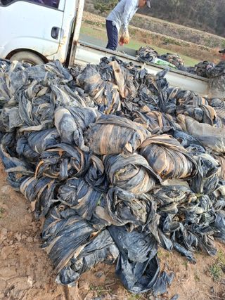 결단이님의 배추 · 영농일지 작성글 사진