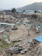 팜모닝 복숭아·영농일지 게시글 이미지