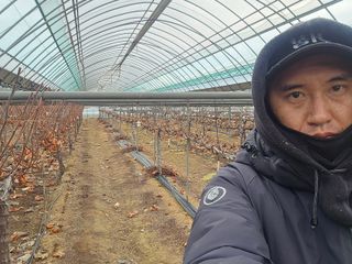 장재영님의 포도 · 영농일지 작성글 사진