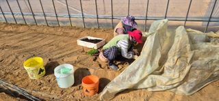 이상윤님의 고추 · 영농일지 작성글 사진