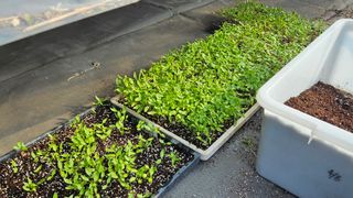 손윤영/수채화농원님의 고추 · 영농일지 작성글 사진