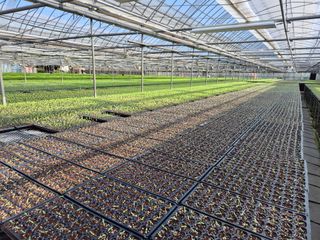 청운농원육묘장님의 고추 · 영농일지 작성글 사진