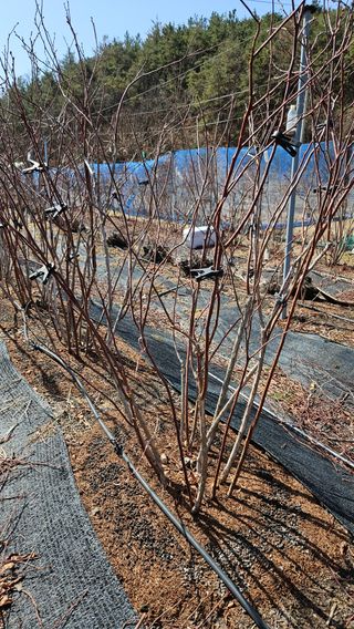 대봉농원 이경화님의 블루베리 · 영농일지 작성글 사진