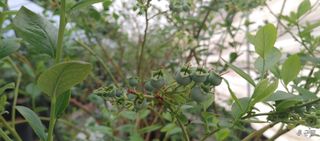 류근택님의 기타작물 · 영농일지 작성글 사진