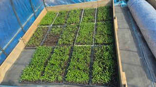 손윤영/수채화농원님의 고추 · 영농일지 작성글 사진