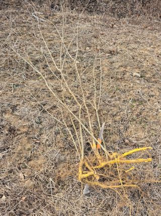 엉뚱님의 기타작물 · 영농일지 작성글 사진