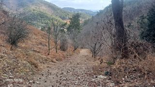 서인덕님의 두릅 · 영농일지 작성글 사진