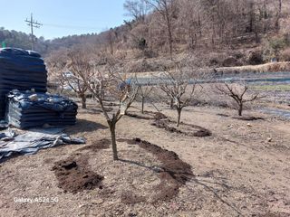 손길준님의 사과 · 영농일지 작성글 사진