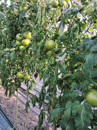 딸기15538님의 기타작물 · 영농일지 작성글 사진