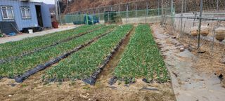 땅땅님의 마늘 · 영농일지 작성글 사진