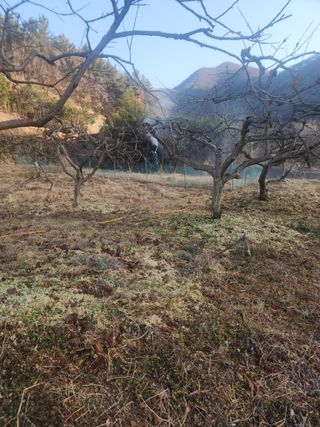 장산님의 감 · 영농일지 작성글 사진