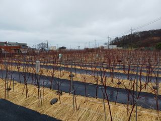 최정윤님의 딸기 · 영농일지 작성글 사진