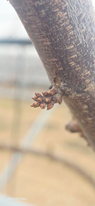 진서기님의 복숭아 · 영농일지 작성글 사진