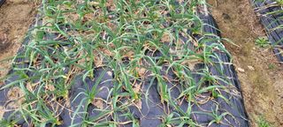 땅땅님의 마늘 · 영농일지 작성글 사진