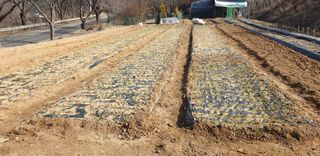 정천복님의 마늘 · 영농일지 작성글 사진