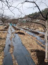 팜모닝 감·영농일지 게시글 이미지