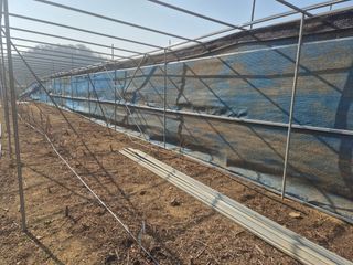 최진일님의 블루베리 · 영농일지 작성글 사진