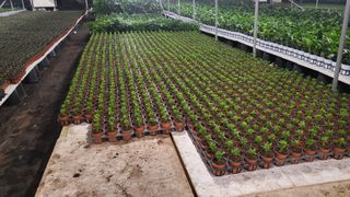 두릅나무15847님의 기타작물 · 영농일지 작성글 사진