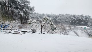 김준한님의 자두 · 영농일지 작성글 사진