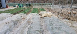 땅땅님의 마늘 · 영농일지 작성글 사진