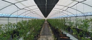 류근택님의 블루베리 · 영농일지 작성글 사진