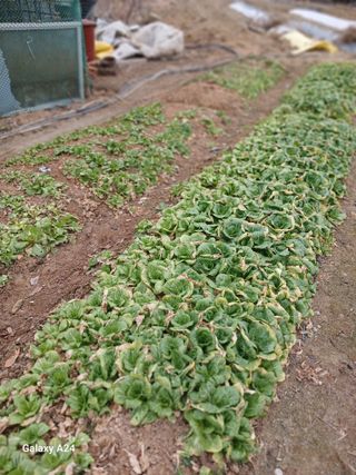 강성흔목사 님의 기타작물 · 영농일지 작성글 사진