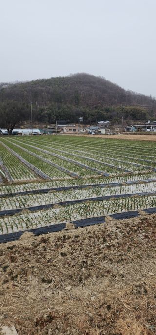 박종권님의 마늘 · 영농일지 작성글 사진