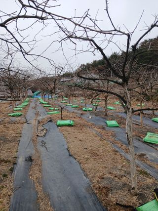 최영묵님의 감 · 영농일지 작성글 사진