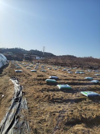 농부에변신술.님의 고추 · 영농일지 작성글 사진