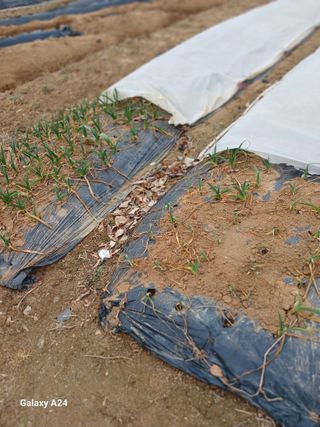 강성흔목사 님의 기타작물 · 영농일지 작성글 사진