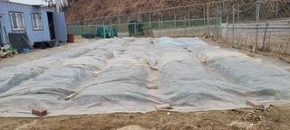 땅땅님의 마늘 · 영농일지 작성글 사진