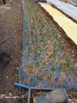 강성흔목사 님의 기타작물 · 영농일지 작성글 사진