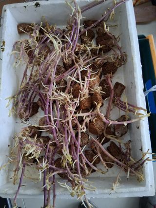 아산님의 기타작물 · 영농일지 작성글 사진