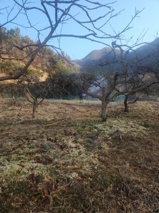 장산님의 감 · 영농일지 작성글 사진